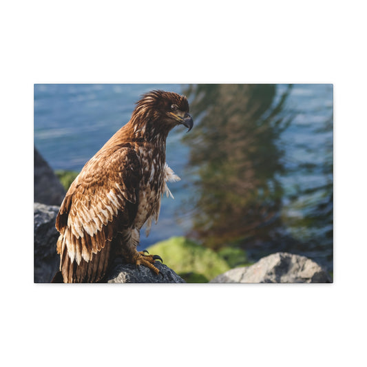 Bald Eagle Canvas Print — Coastal Wildlife Matte Stretched Art