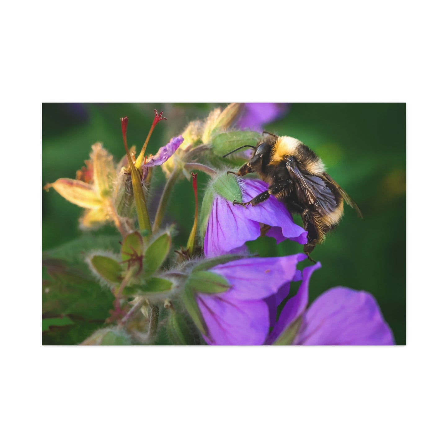 Bee on Purple Flower Matte Canvas Print