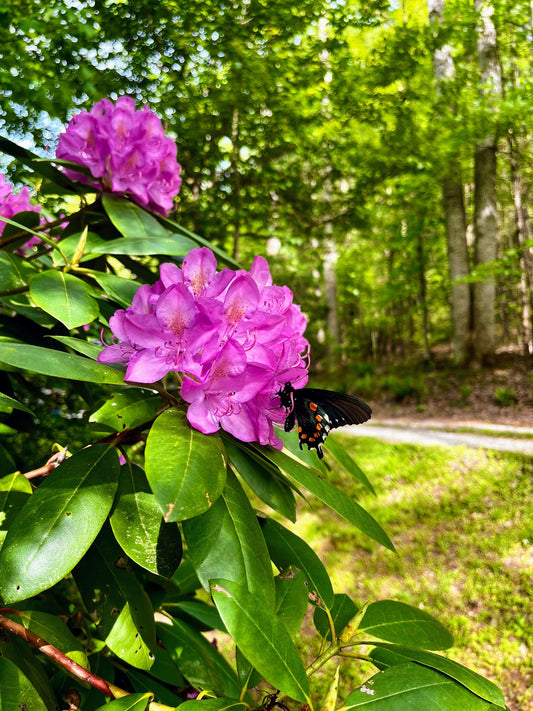 The Quiet Work of Healing