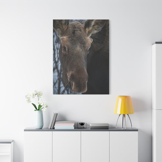 Moose Face Close-Up Matte Canvas Wall Art