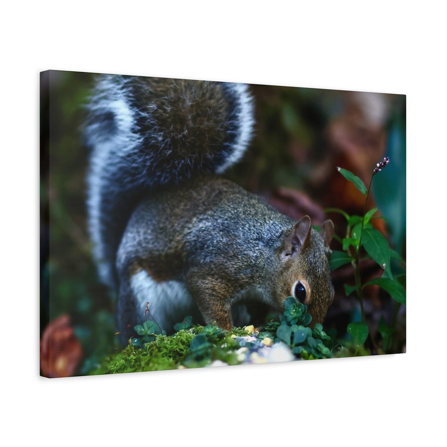 Squirrel Foraging Matte Canvas Print — Nature Wall Art, Wildlife Photography Stretched Canvas