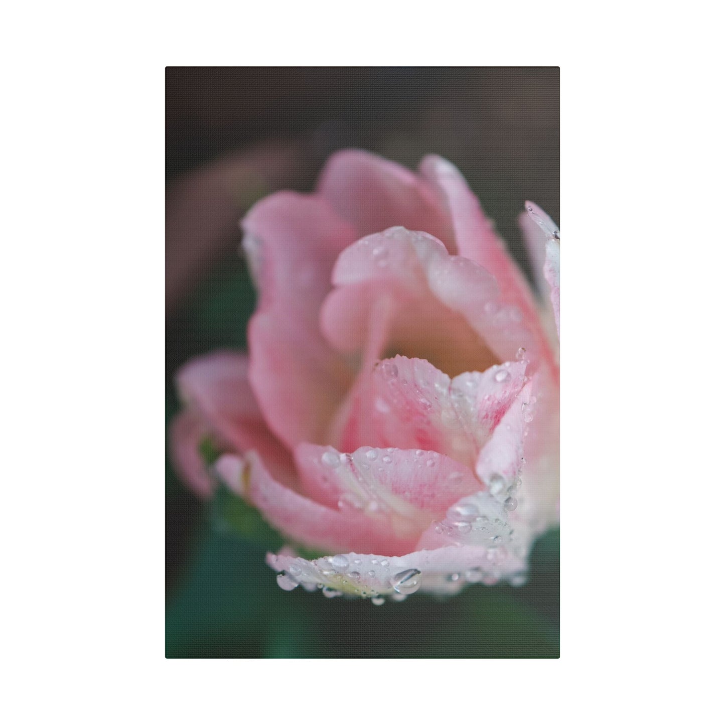 Tulip with Dew Drops