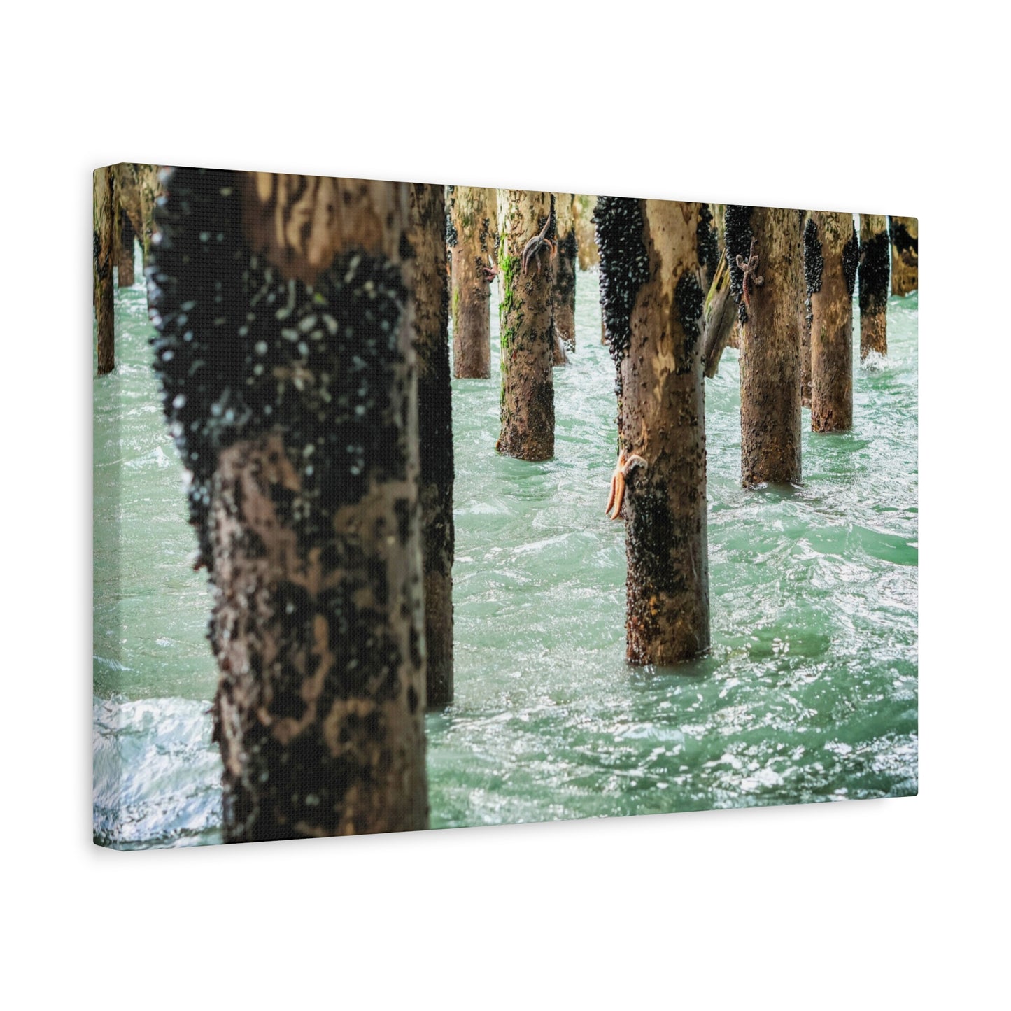 Where the Tide Slows ~ Starfish on Ocean Pilings Canvas Print