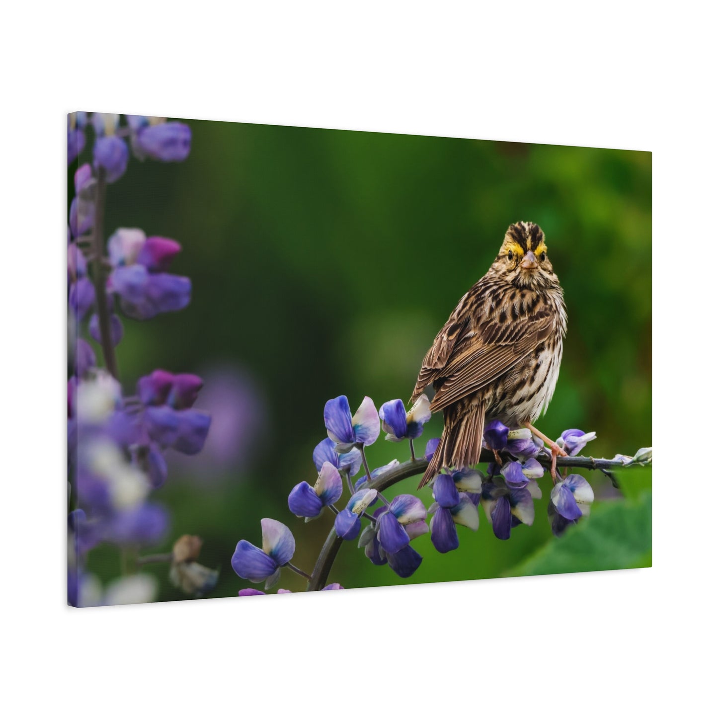 Golden Crowned Sparrow on Lupine, Matte Canvas Print Nature Wall Art