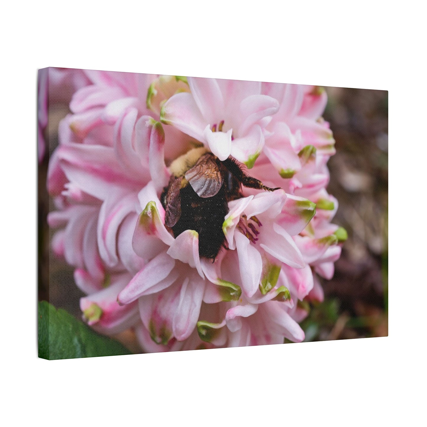 Pink Hyacinth Bee Canvas