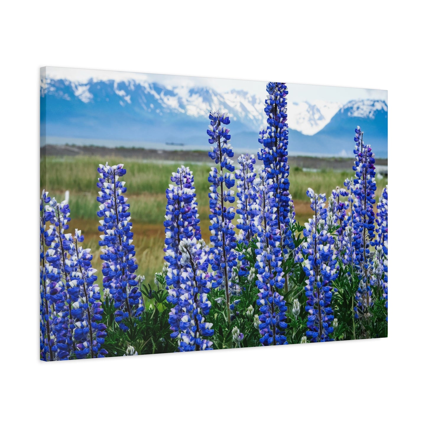 Lupine Meadow Canvas Print — Matte Stretched Wall Art