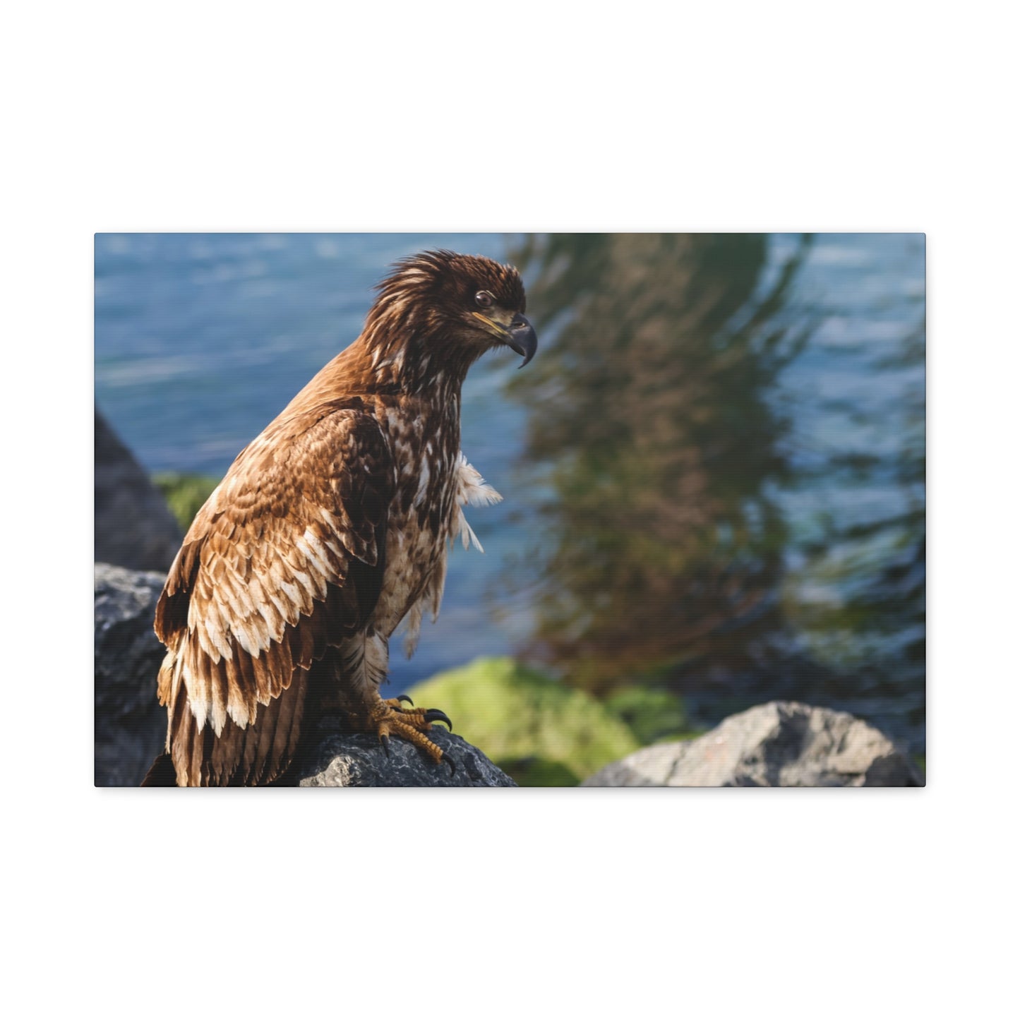 Bald Eagle Canvas Print — Coastal Wildlife Matte Stretched Art