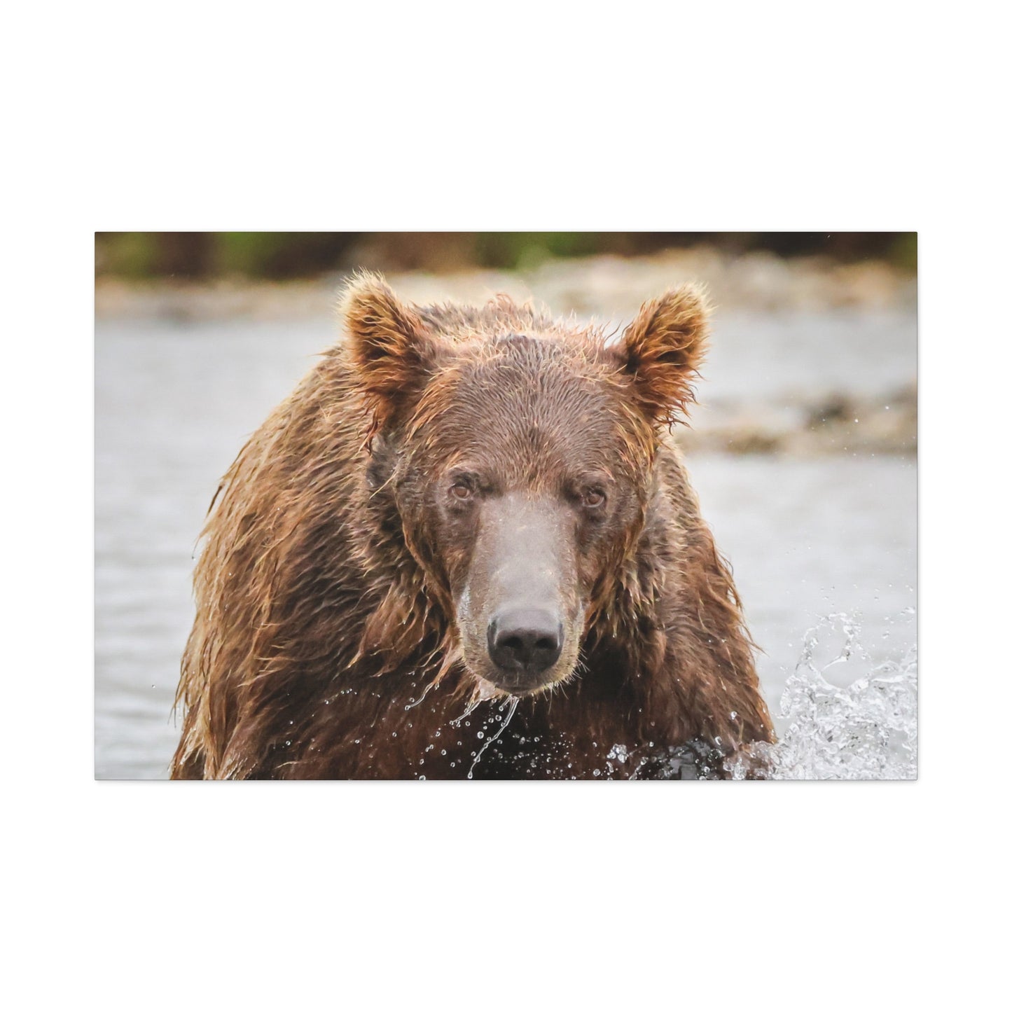 Katmai Brown Bear of Alaska Close-Up Matte Canvas Print ~ Wildlife Wall Art, 1.25" Stretched