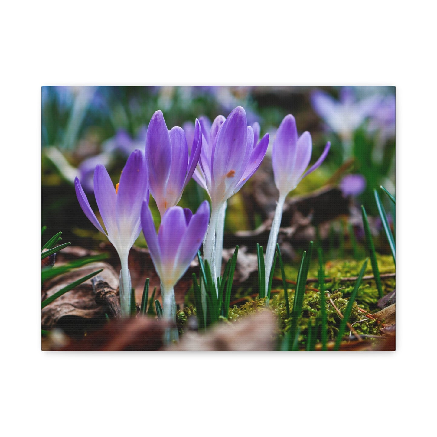 Purple Crocus Spring Flowers Matte Canvas Wall Art, Stretched 1.25"