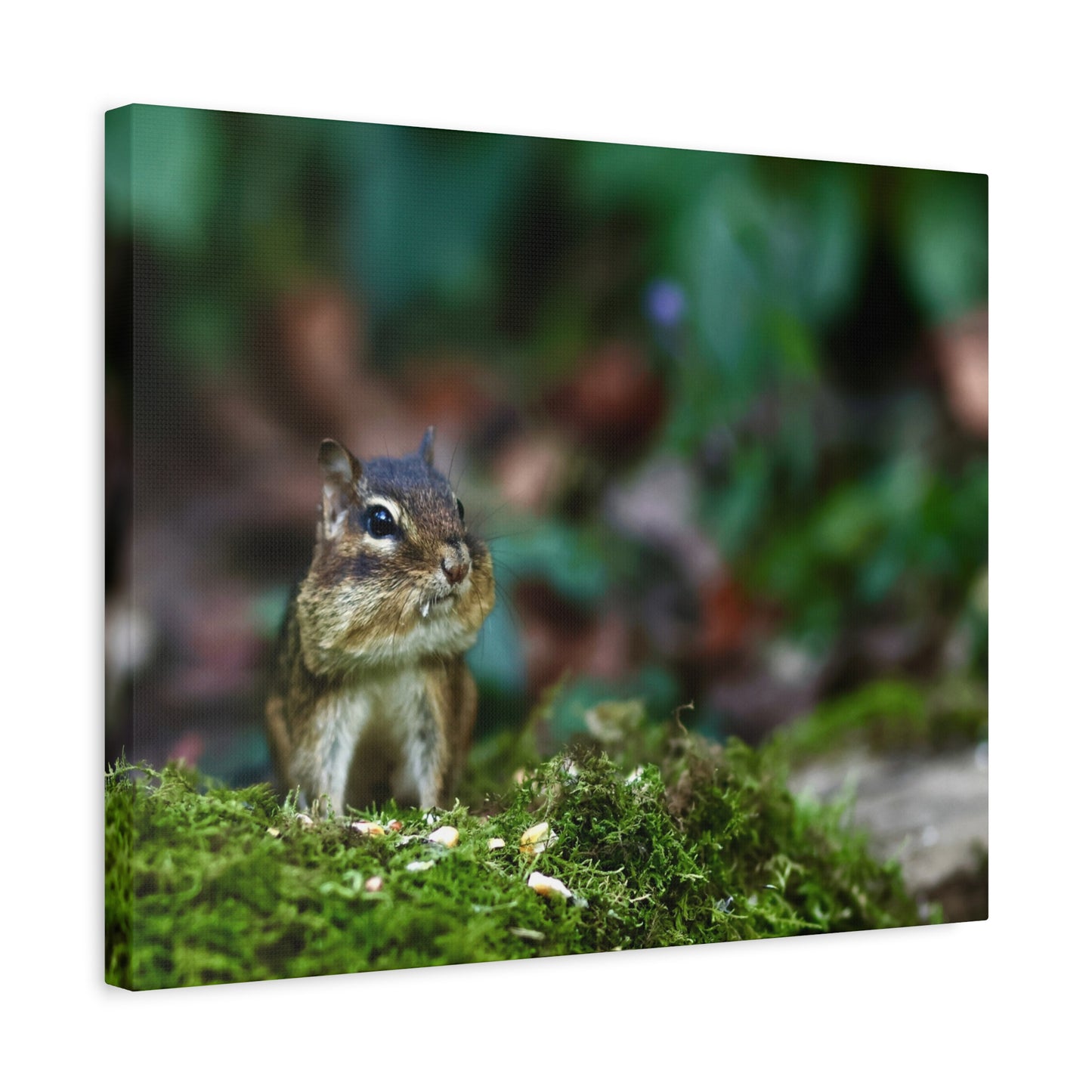 Chipmunk in Moss Matte Canvas Wall Art — Woodland Wildlife Photography Stretched Print