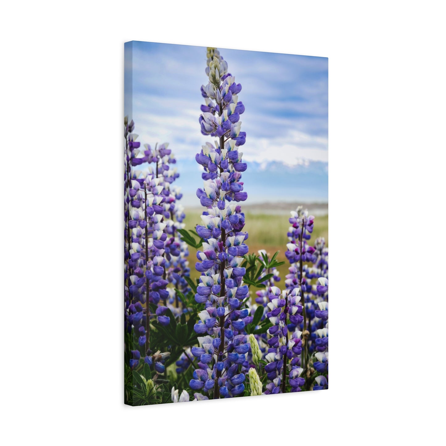 Lupine Field Matte Stretched Canvas