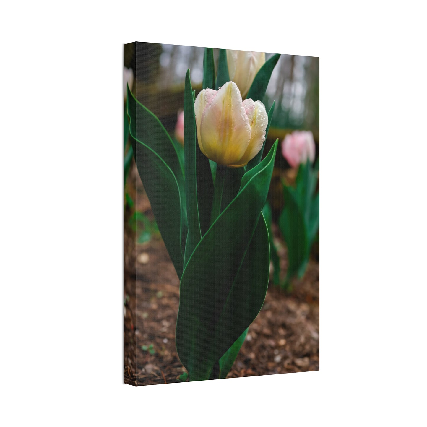 Tulip Blossom Spring Floral on canvas