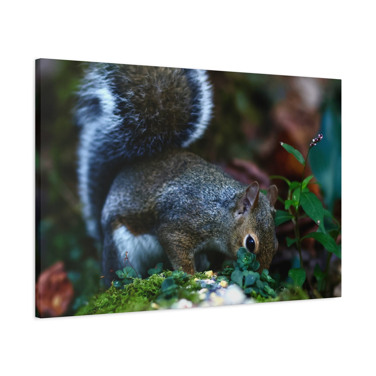 Squirrel Foraging Matte Canvas Print — Nature Wall Art, Wildlife Photography Stretched Canvas