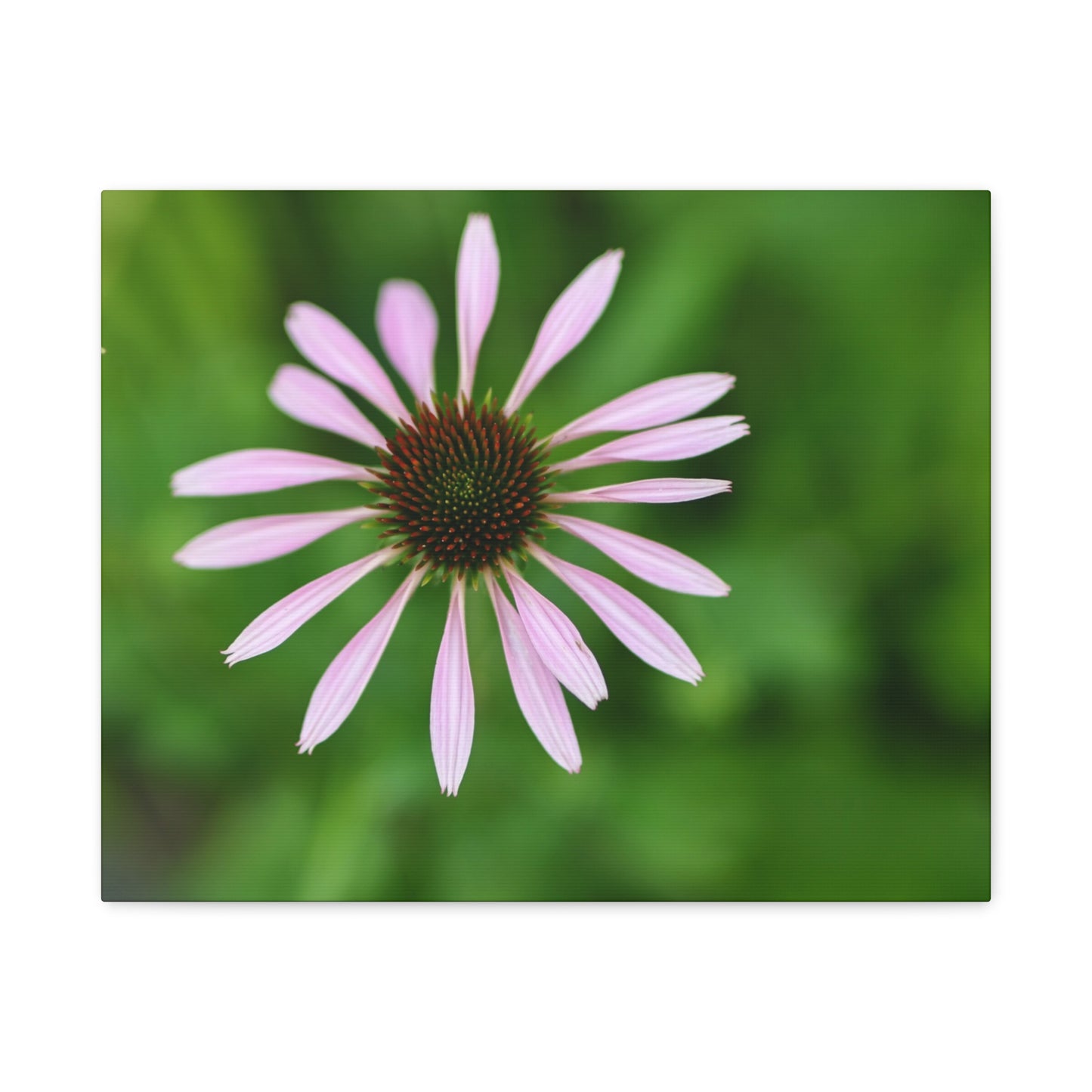 Pink Coneflower Botanical Canvas Wall Art — Matte Stretched 1.25"