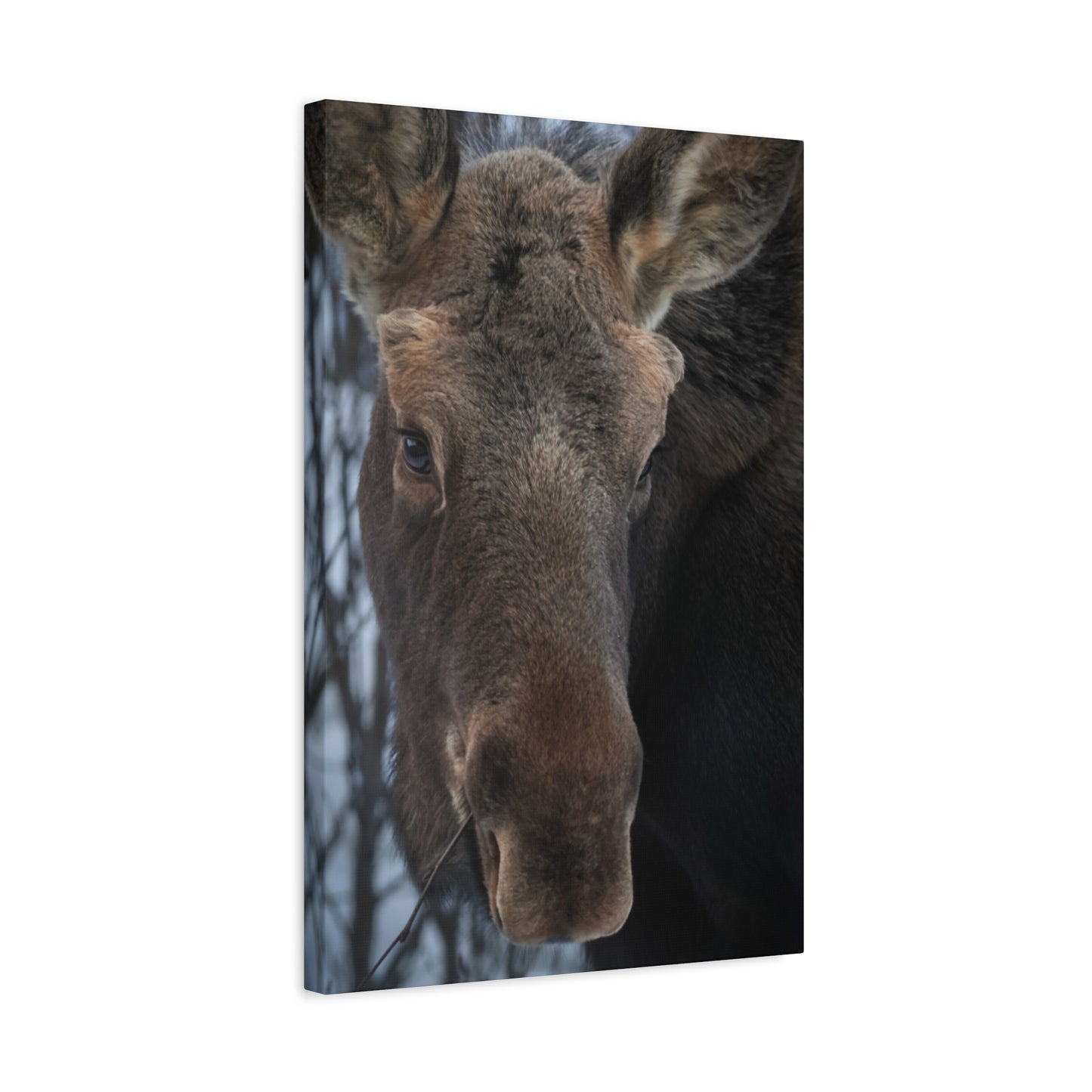 Moose Face Close-Up Matte Canvas Wall Art