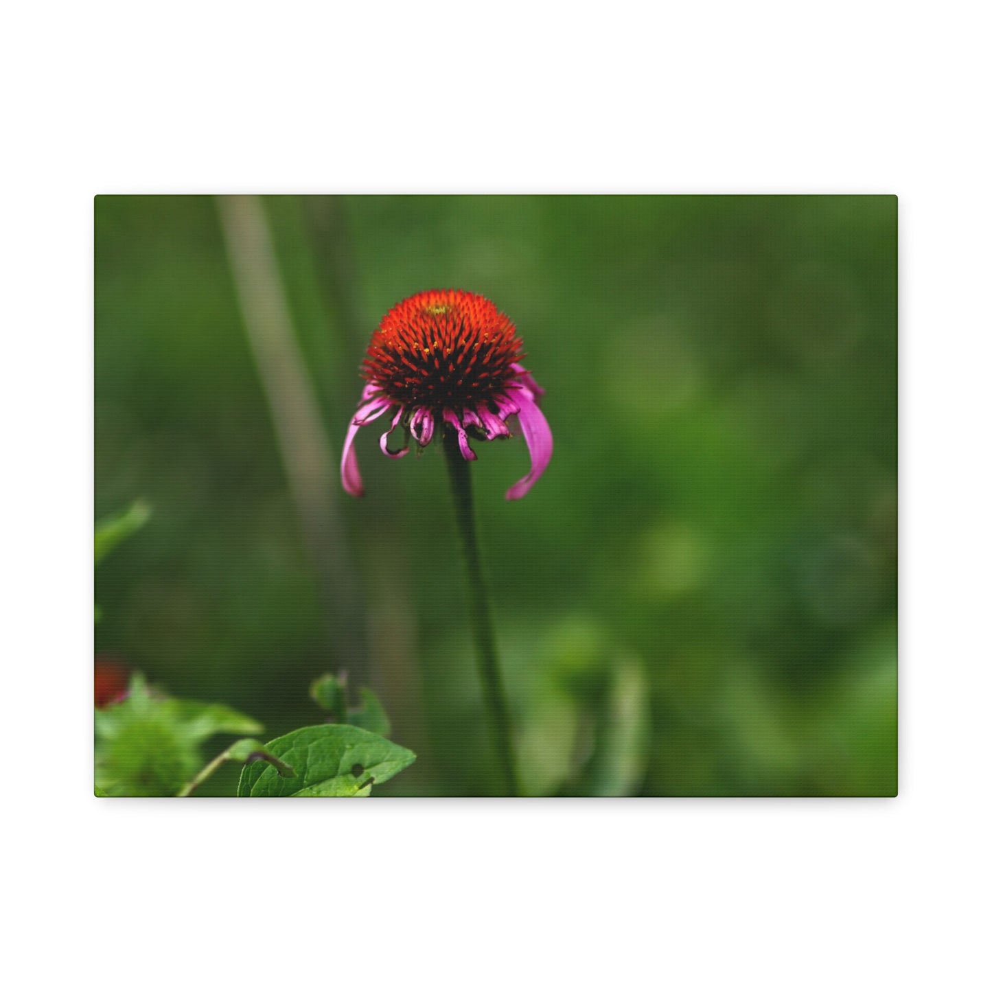 Echinacea Wildflower Canvas Print — Matte Stretched Wall Art