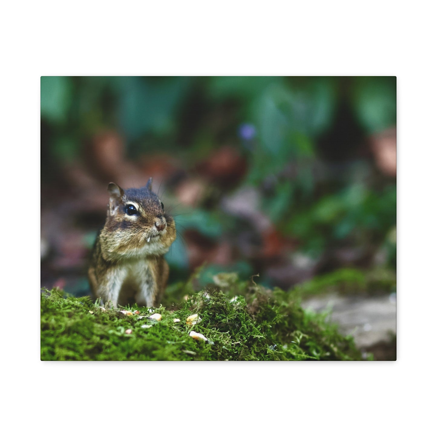 Chipmunk in Moss Matte Canvas Wall Art — Woodland Wildlife Photography Stretched Print