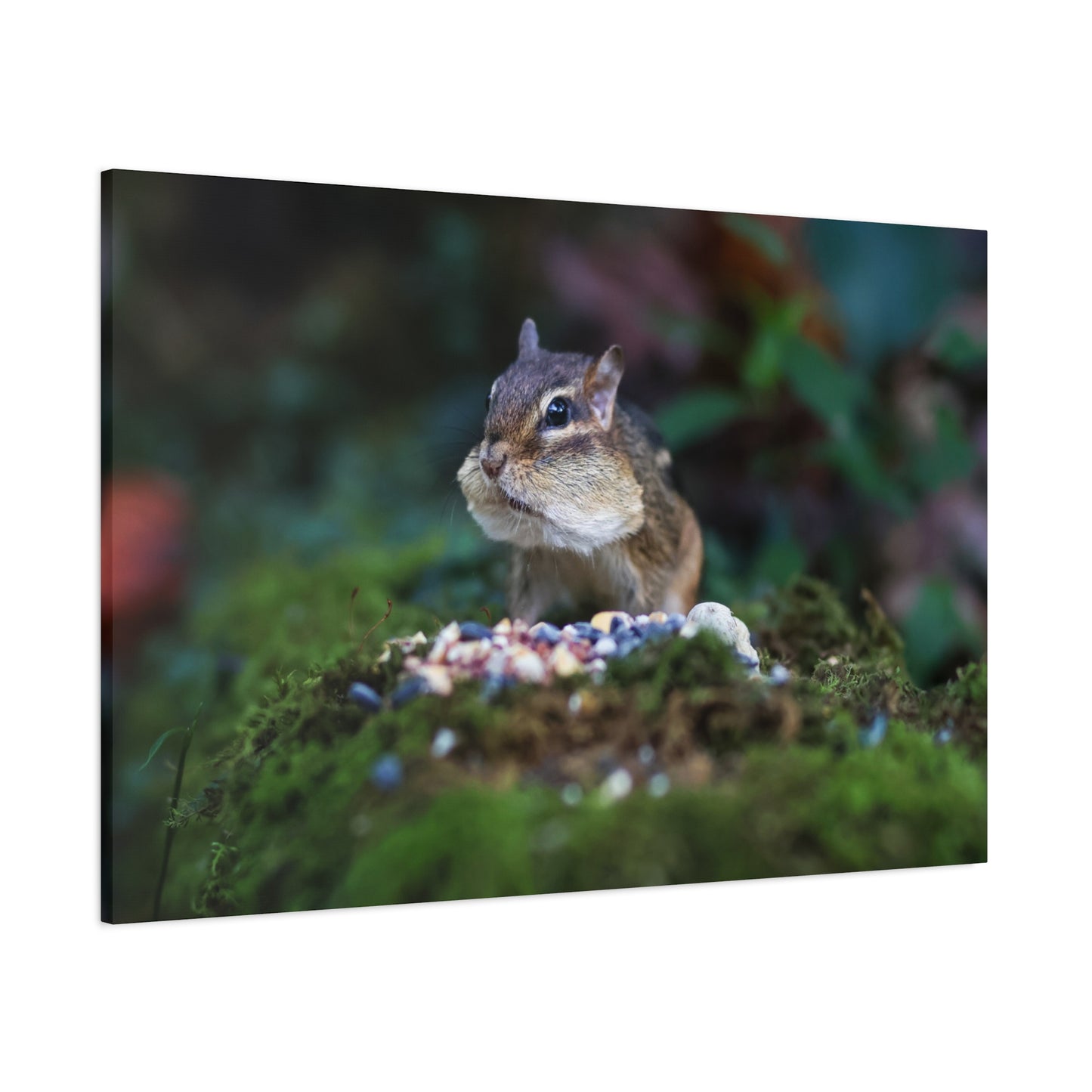 Curious Chipmunk Canvas Print – A Quiet Wildlife Moment