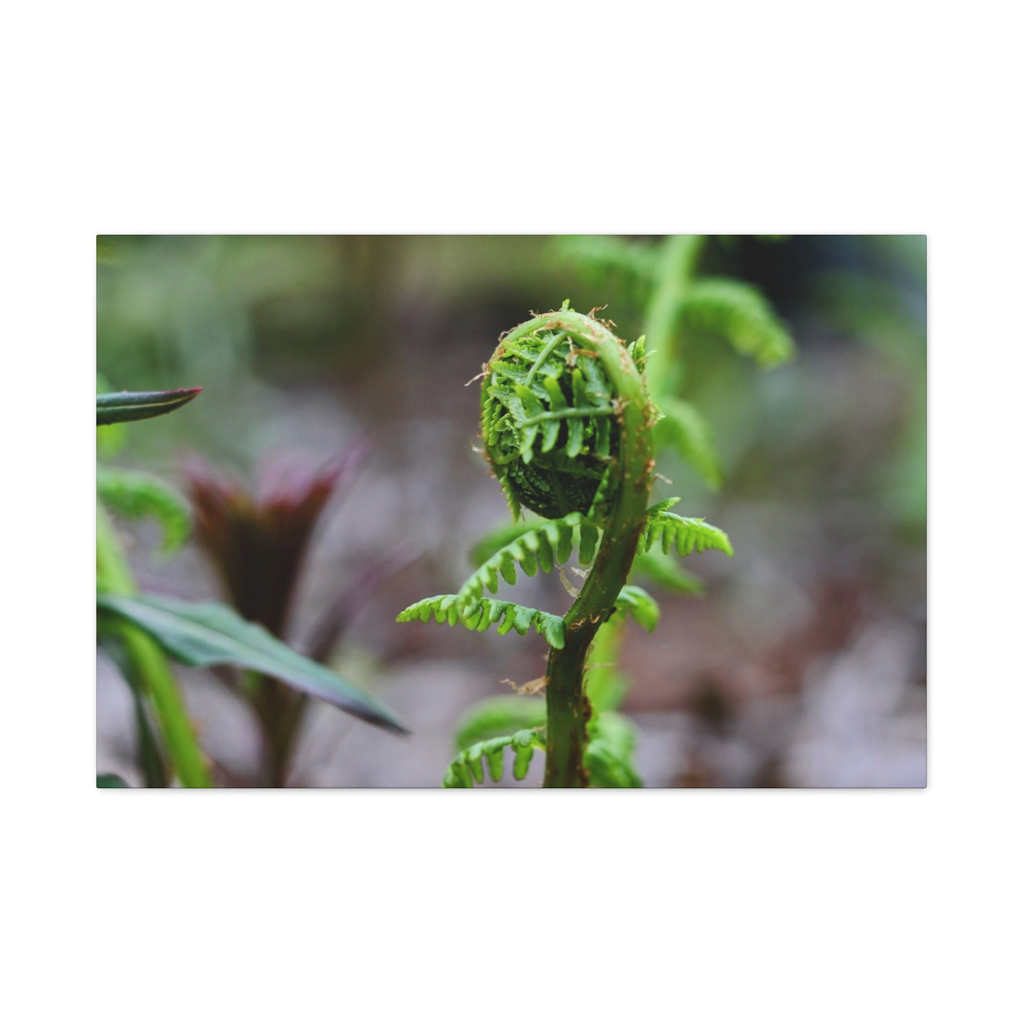 Where the Fern Unfurls ~ Matte Botanical Canvas Print