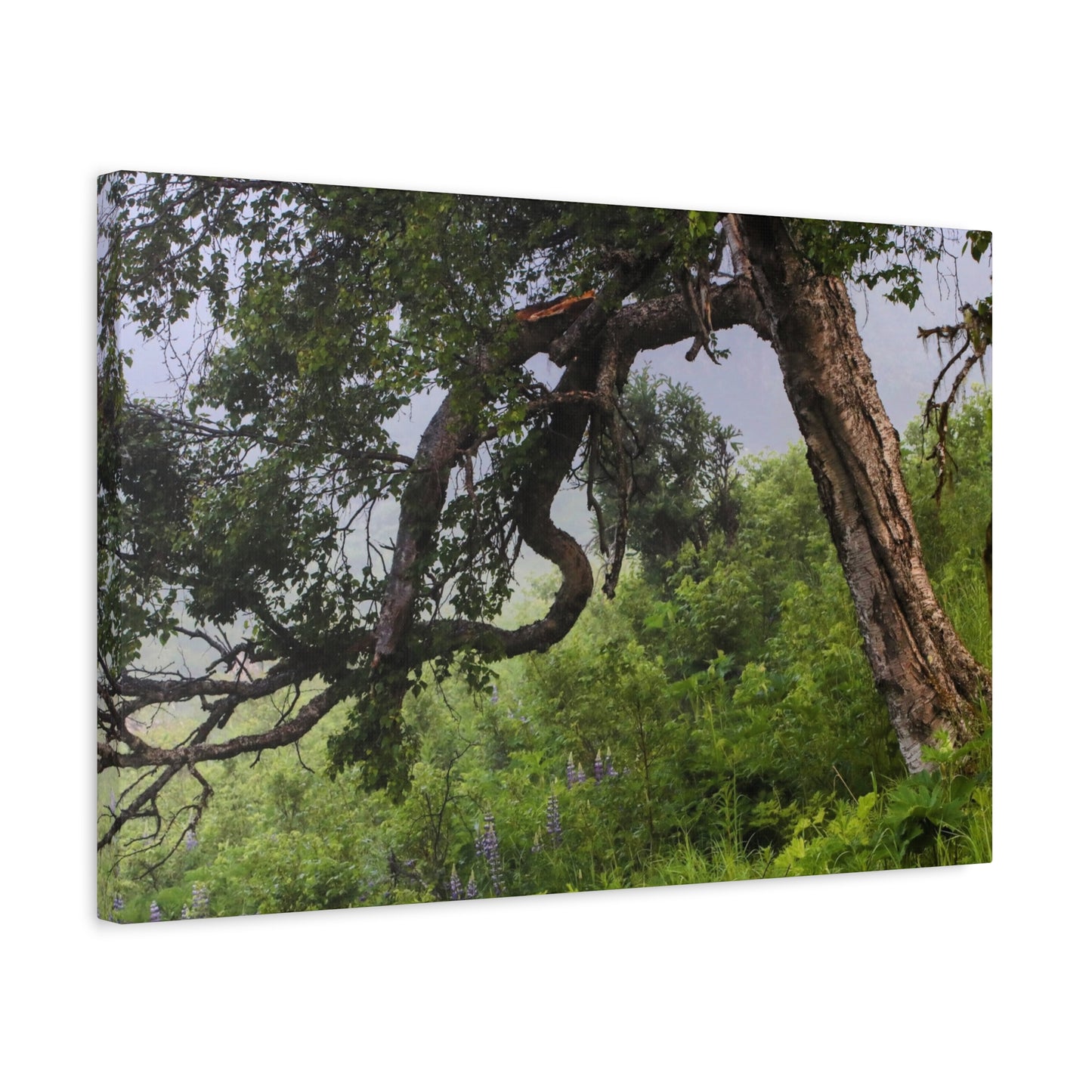 Birch Tree & Purple Lupine Matte Canvas Print ~ Stretched 1.25"