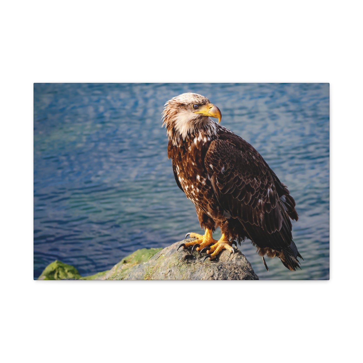 Bald Eagle Wildlife Canvas Print ~ Matte Stretched Wall Art