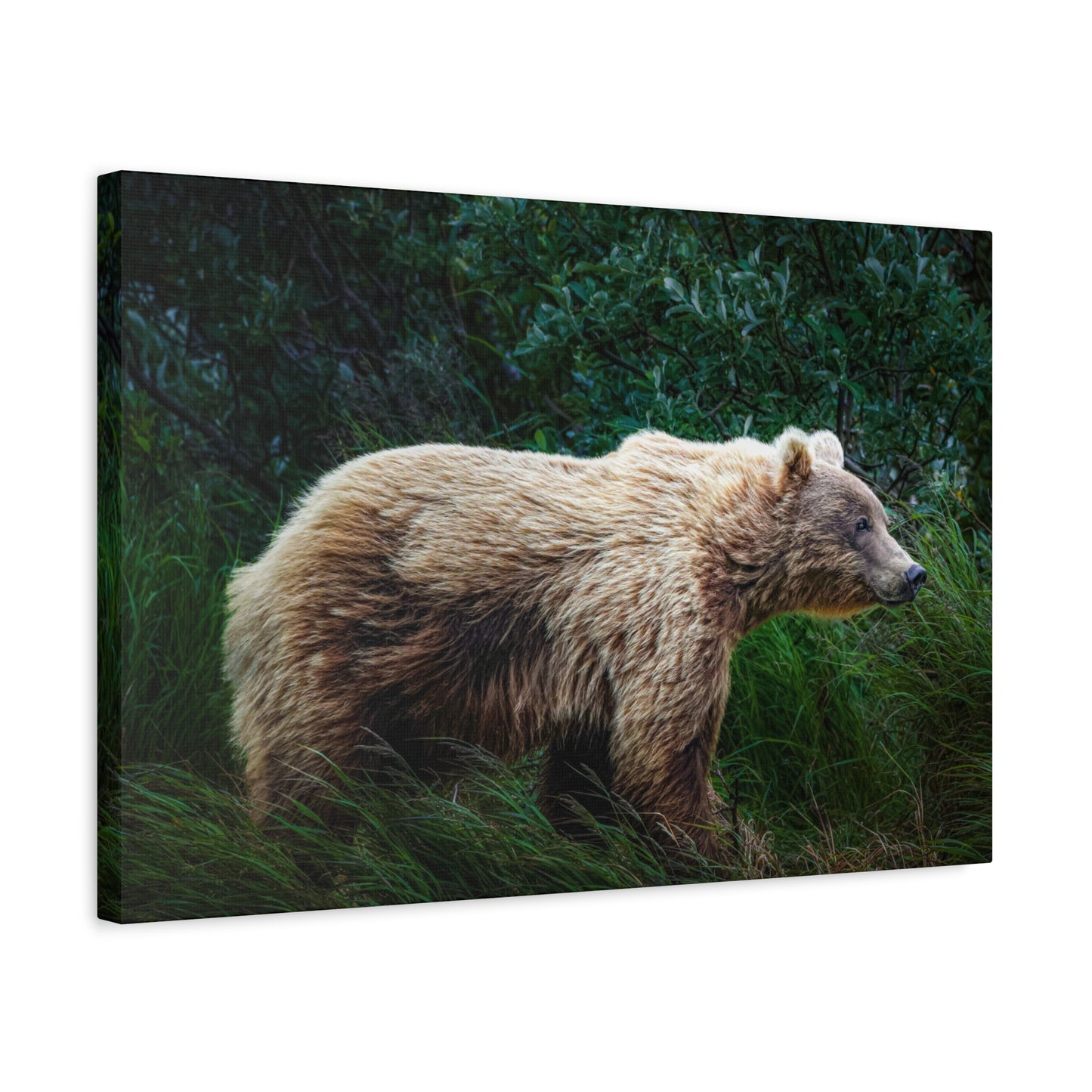 Katmai Brown Bear Canvas Print ~ Wildlife Wall Art Matte Stretched 1.25"