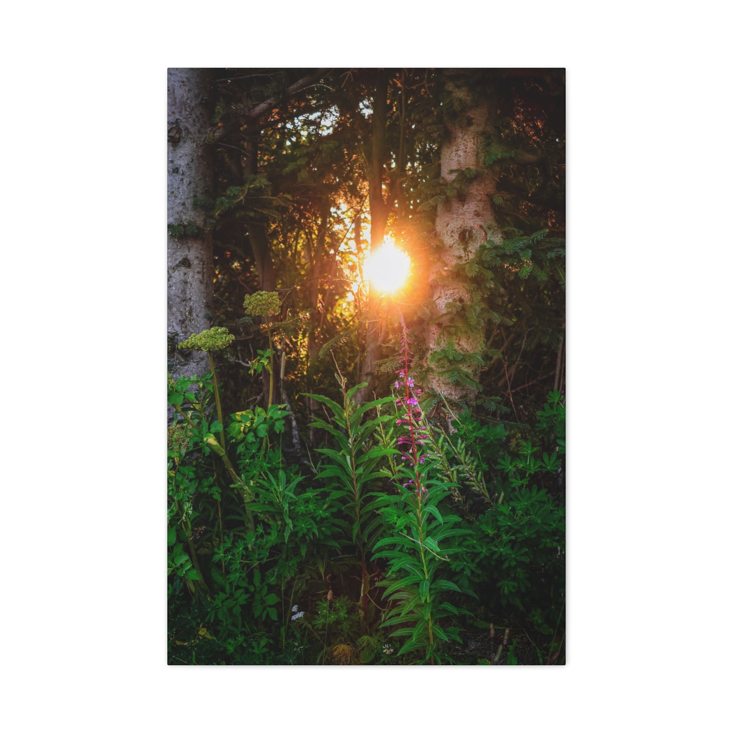Sunlit Forest Wildflower Canvas Print