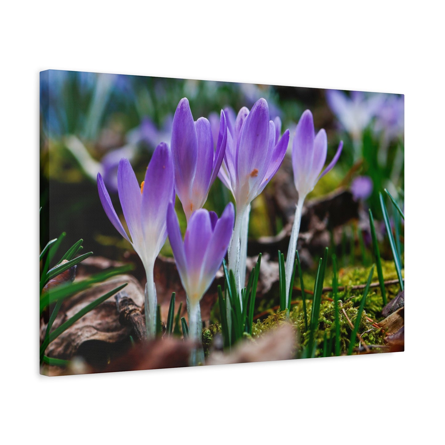 Purple Crocus Spring Flowers Matte Canvas Wall Art, Stretched 1.25"
