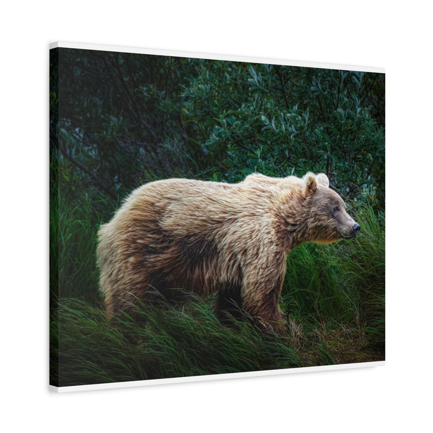Katmai Brown Bear Canvas Print ~ Wildlife Wall Art Matte Stretched 1.25"