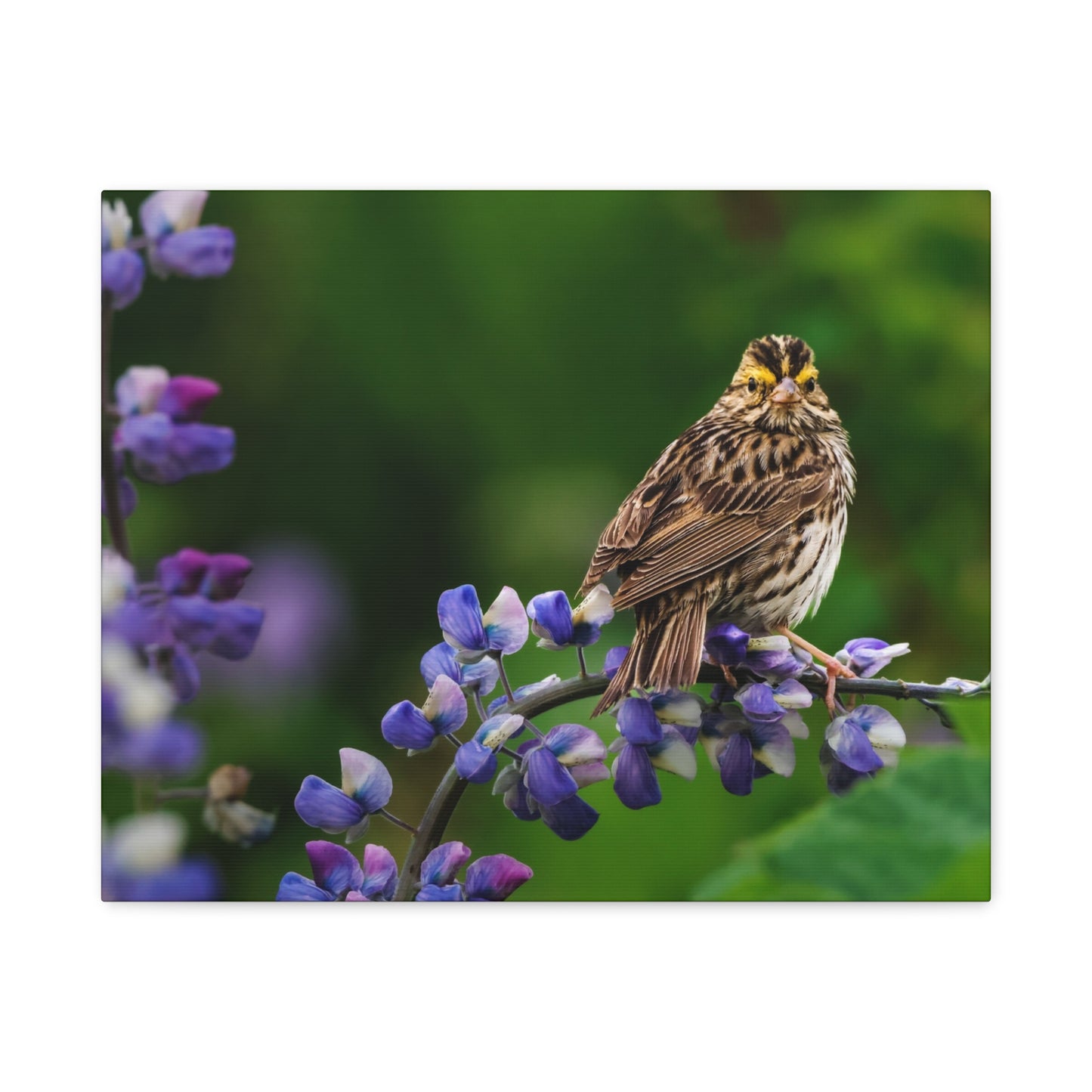 Golden Crowned Sparrow on Lupine, Matte Canvas Print Nature Wall Art