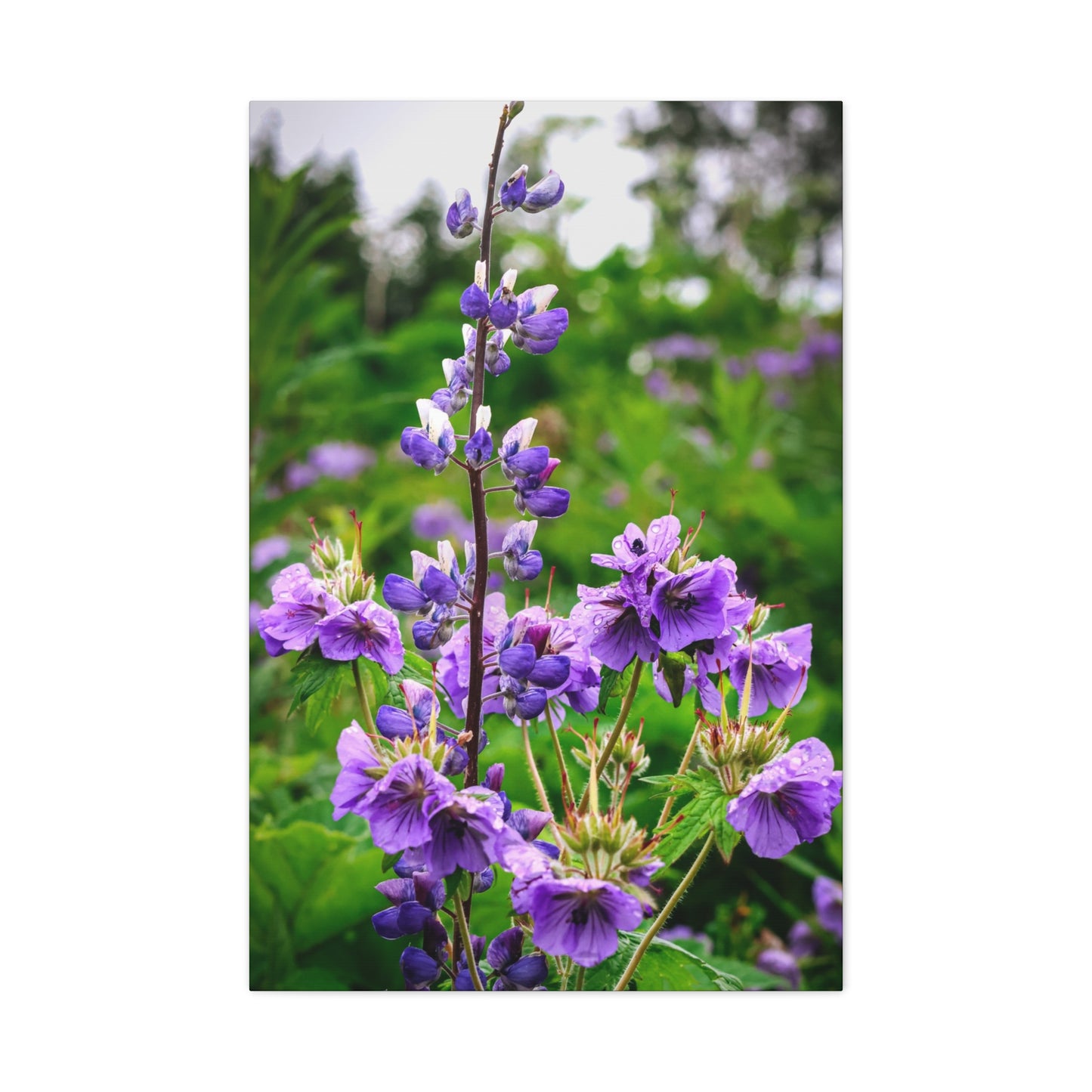 Purple Wildflower Canvas Print – A Quiet Botanical Study