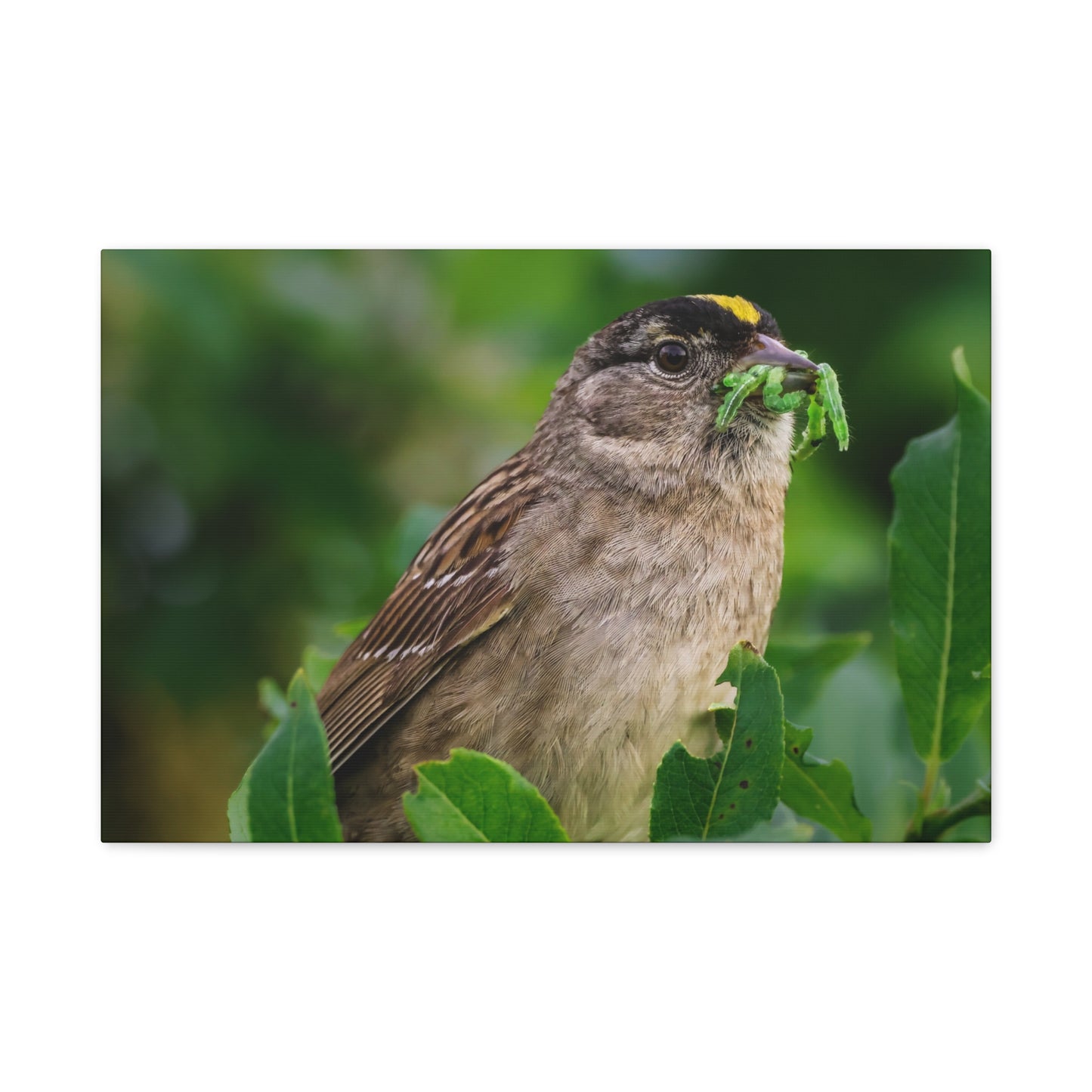 Golden-Crowned Sparrow Canvas Print, Bird Photography Wall Art