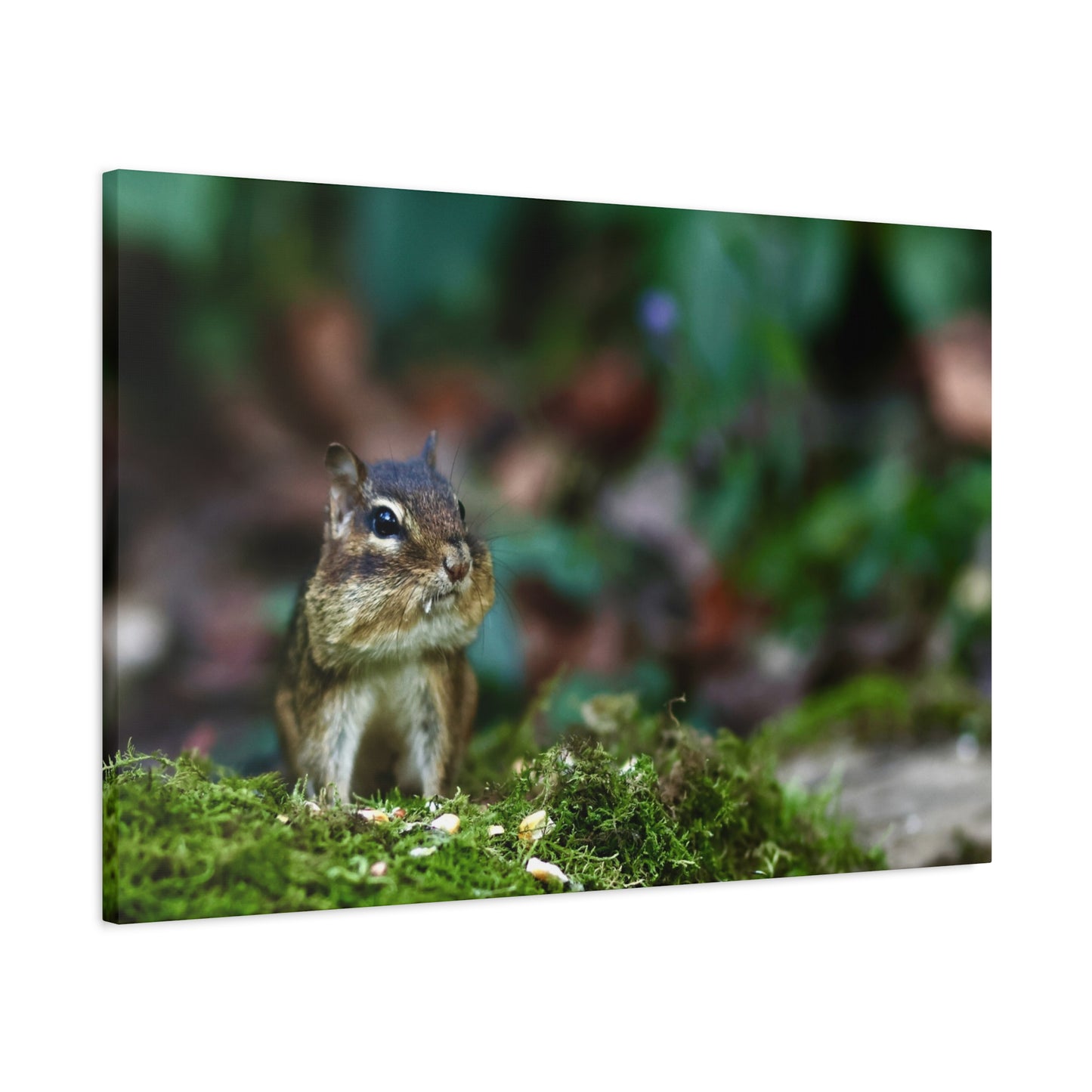 Chipmunk in Moss Matte Canvas Wall Art — Woodland Wildlife Photography Stretched Print