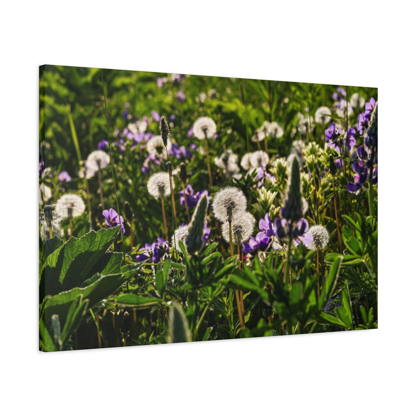 Dandelion Meadow Matte Canvas Print