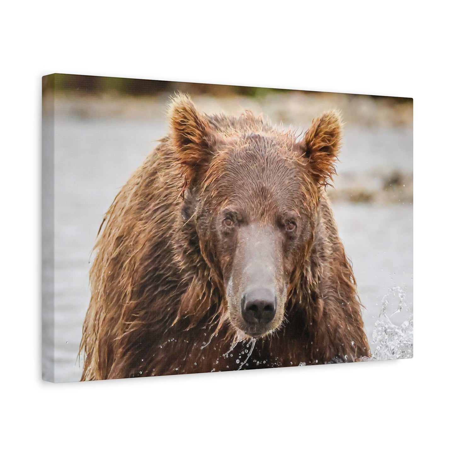 Katmai Brown Bear of Alaska Close-Up Matte Canvas Print ~ Wildlife Wall Art, 1.25" Stretched
