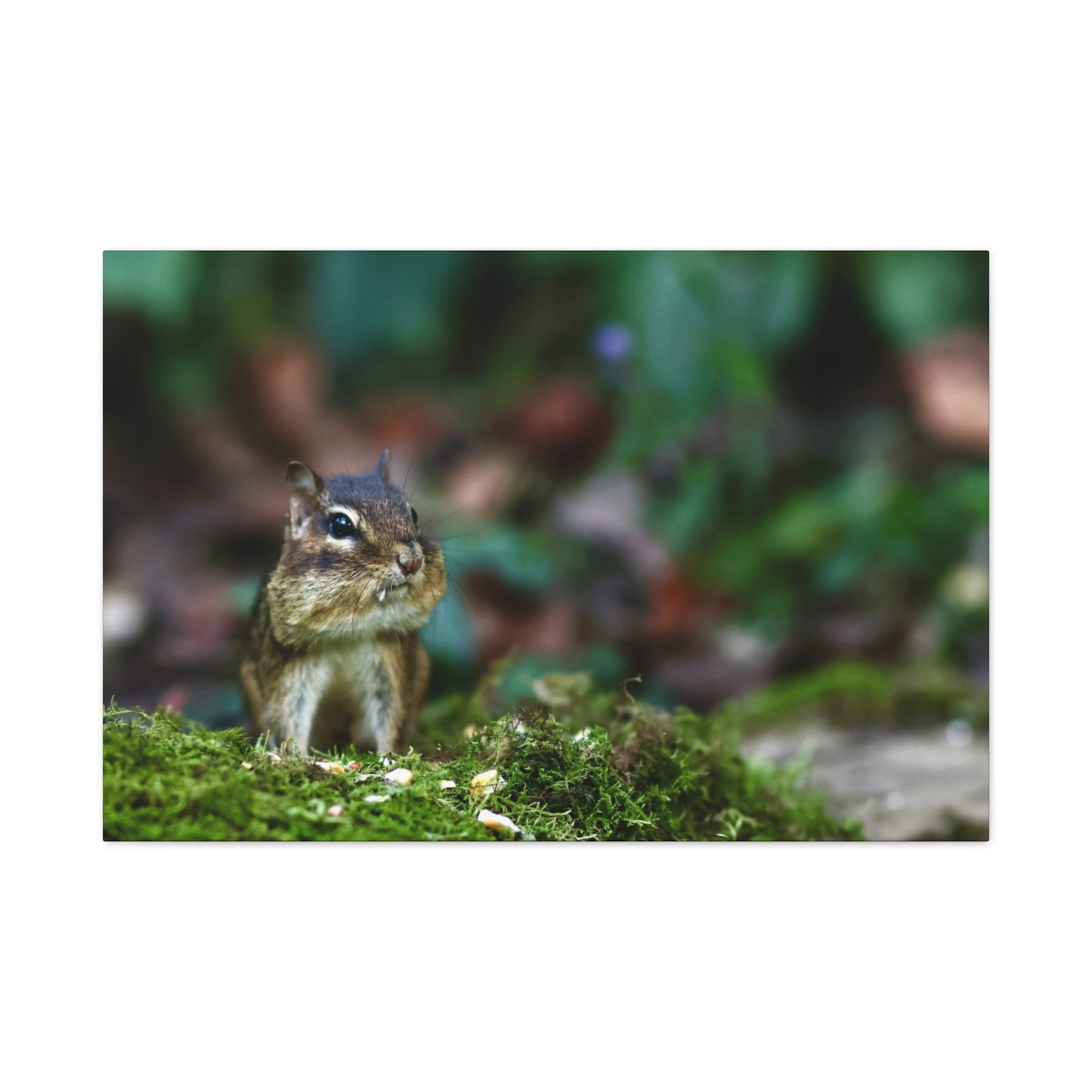 Chipmunk in Moss Matte Canvas Wall Art — Woodland Wildlife Photography Stretched Print