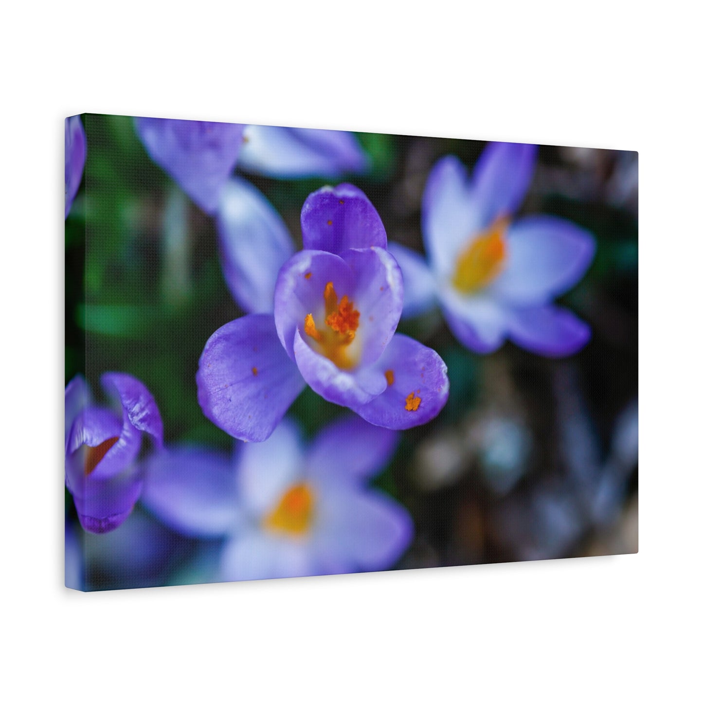 Purple Crocus Blossom Matte Canvas Print, Spring Floral Wall Art