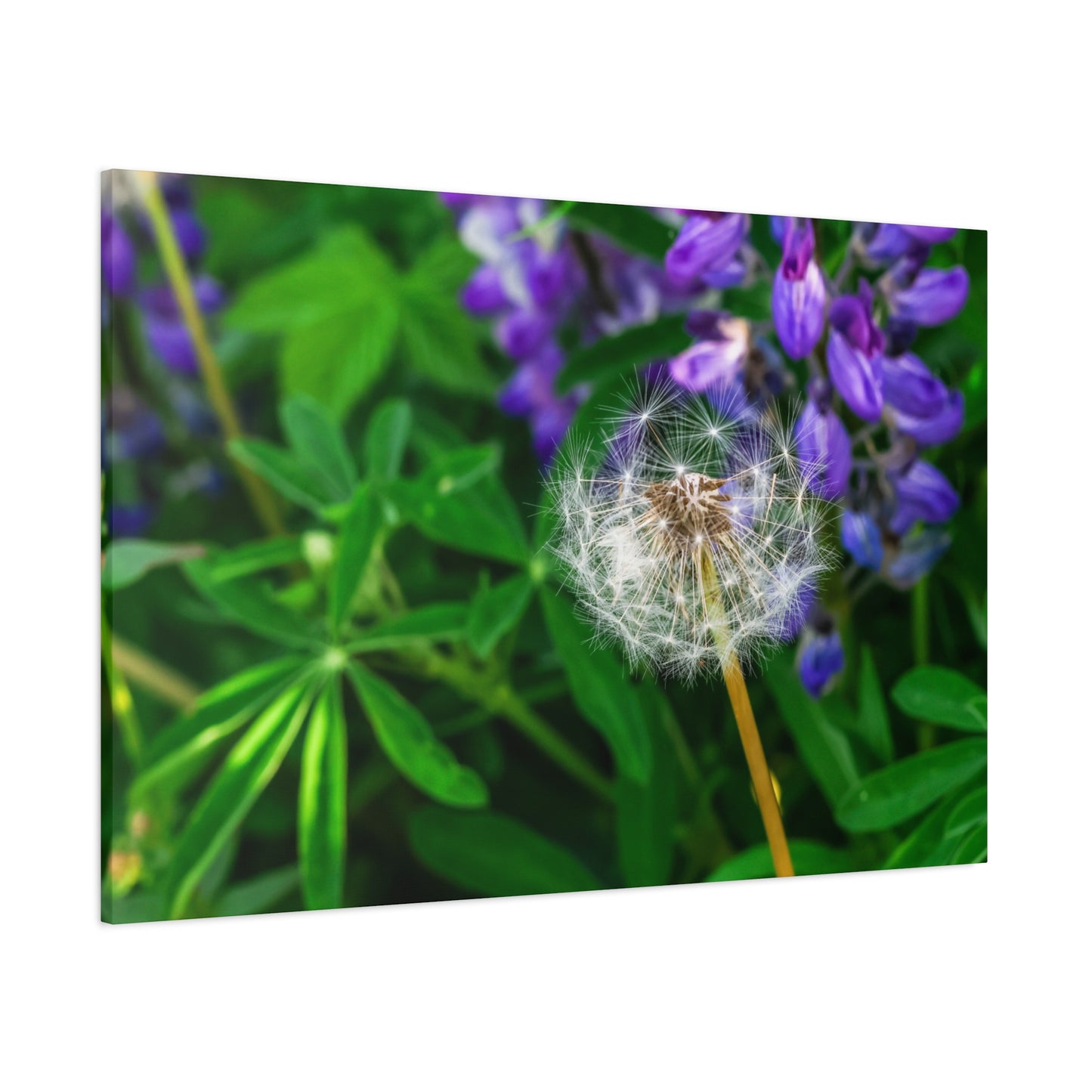 Where Wildflowers Gather ~ Dandelion & Lupine Canvas Print