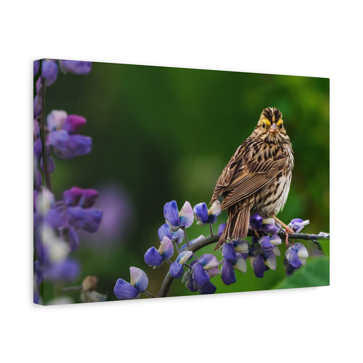 Golden Crowned Sparrow on Lupine, Matte Canvas Print Nature Wall Art