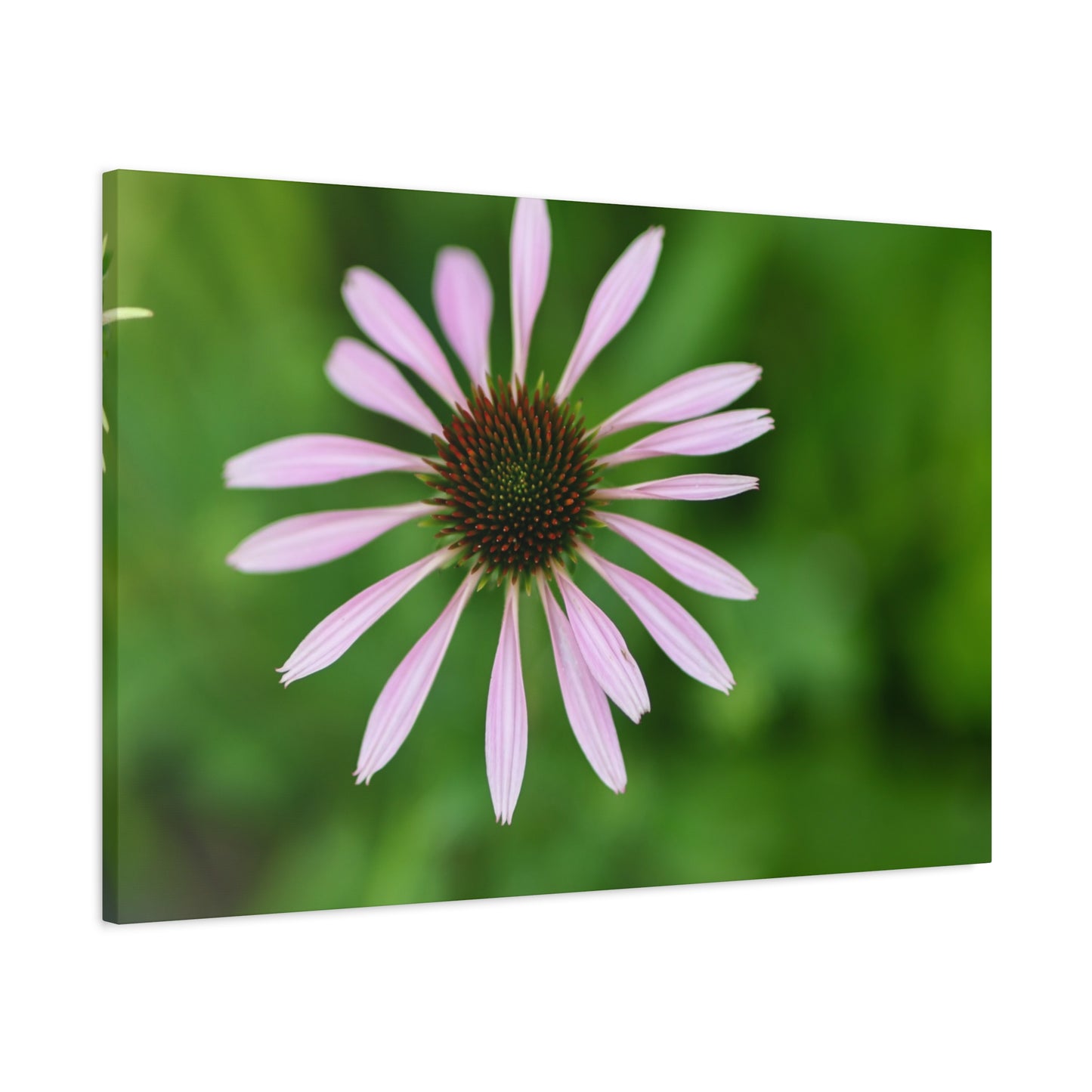 Pink Coneflower Botanical Canvas Wall Art — Matte Stretched 1.25"