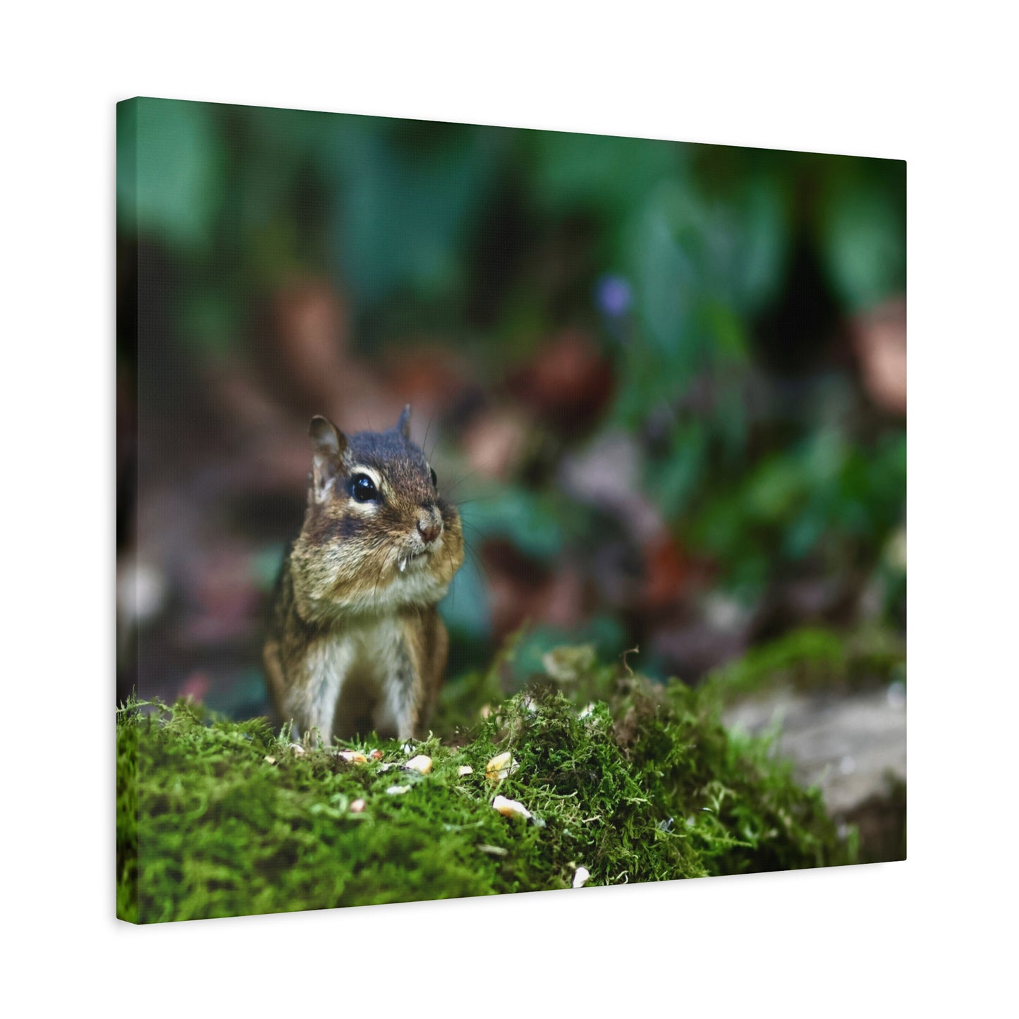 Chipmunk in Moss Matte Canvas Wall Art — Woodland Wildlife Photography Stretched Print