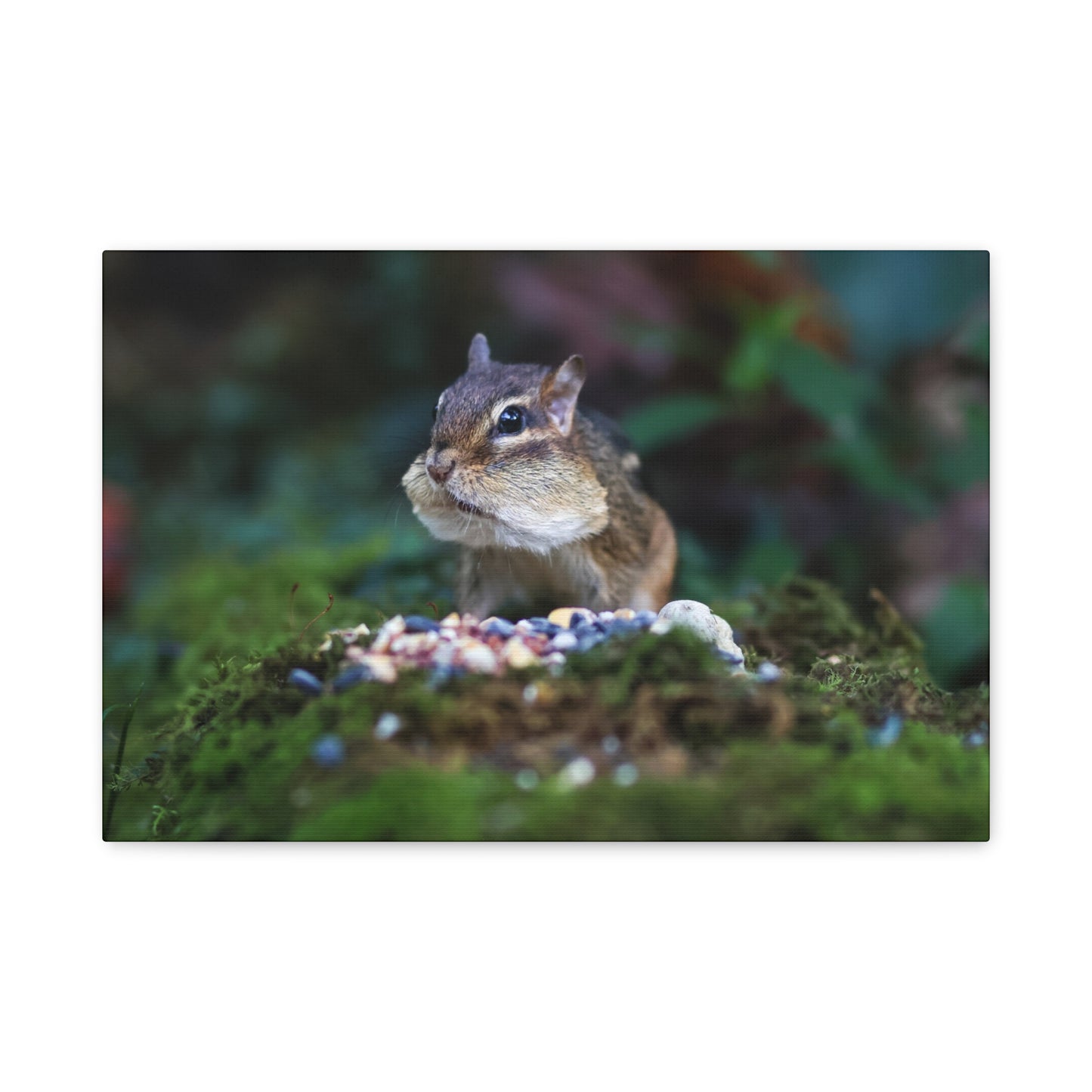 Curious Chipmunk Canvas Print – A Quiet Wildlife Moment