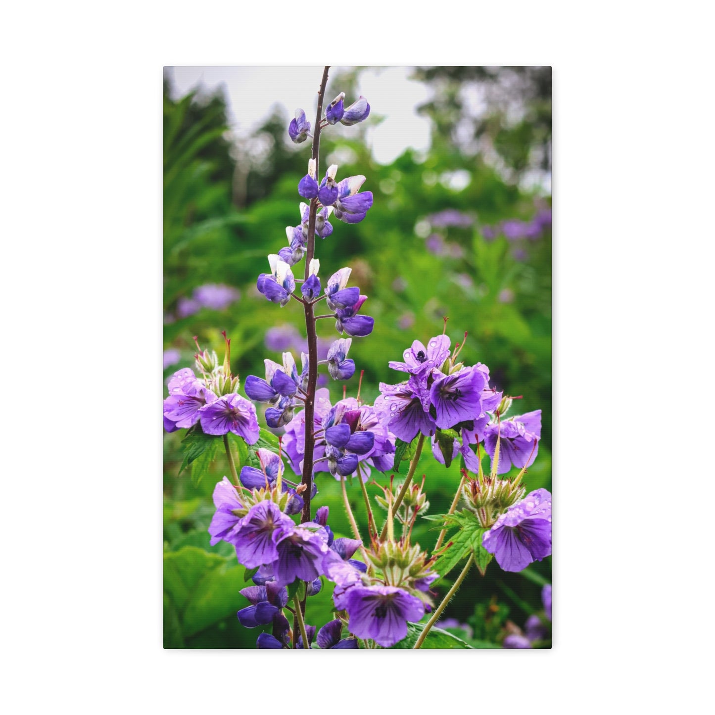 Purple Wildflower Canvas Print – A Quiet Botanical Study