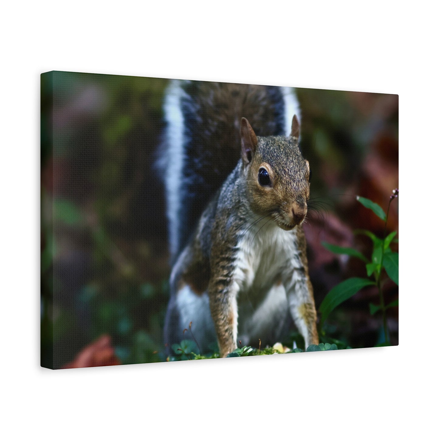 Squirrel Wildlife Matte Canvas Print — Woodland Nature Wall Art