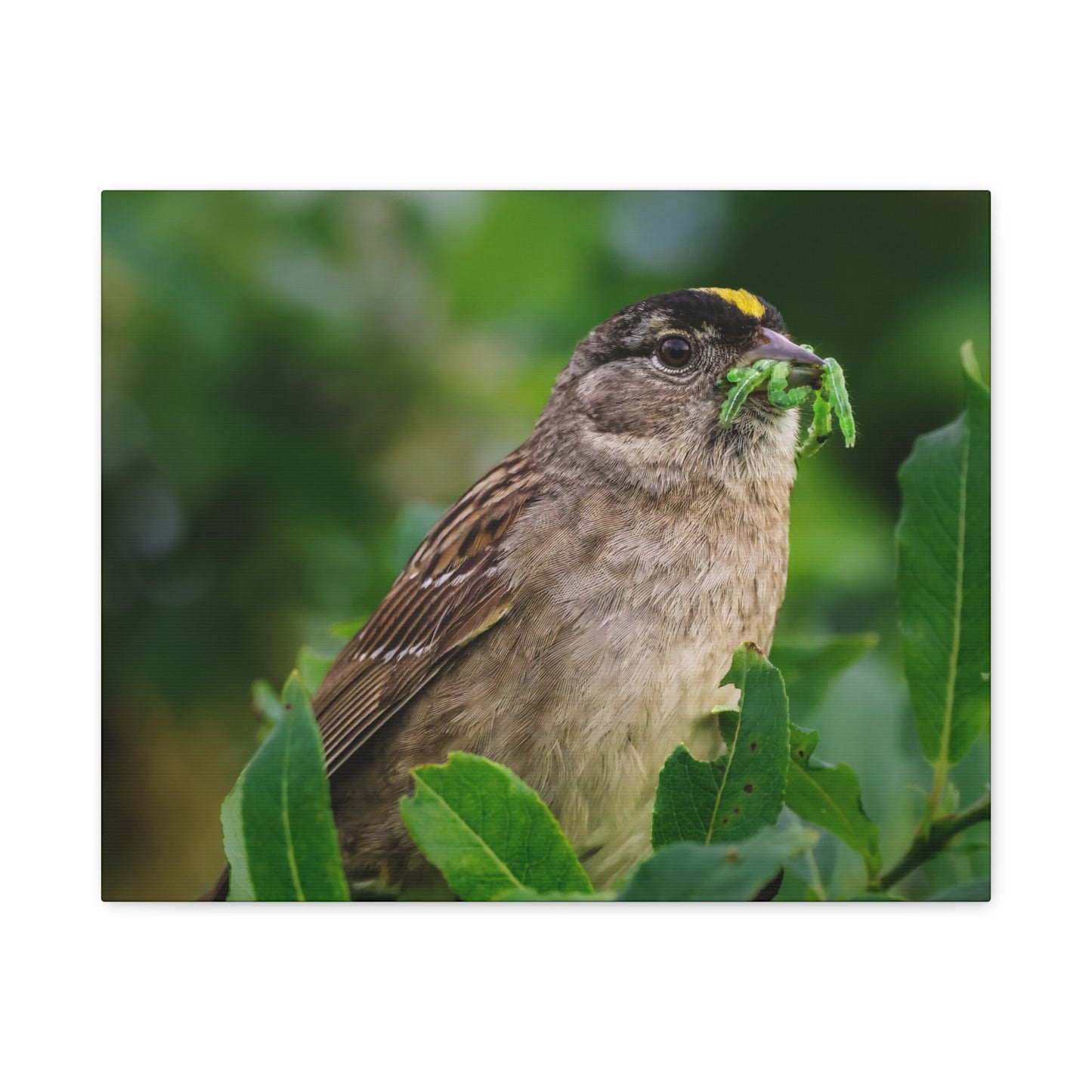 Golden-Crowned Sparrow Canvas Print, Bird Photography Wall Art