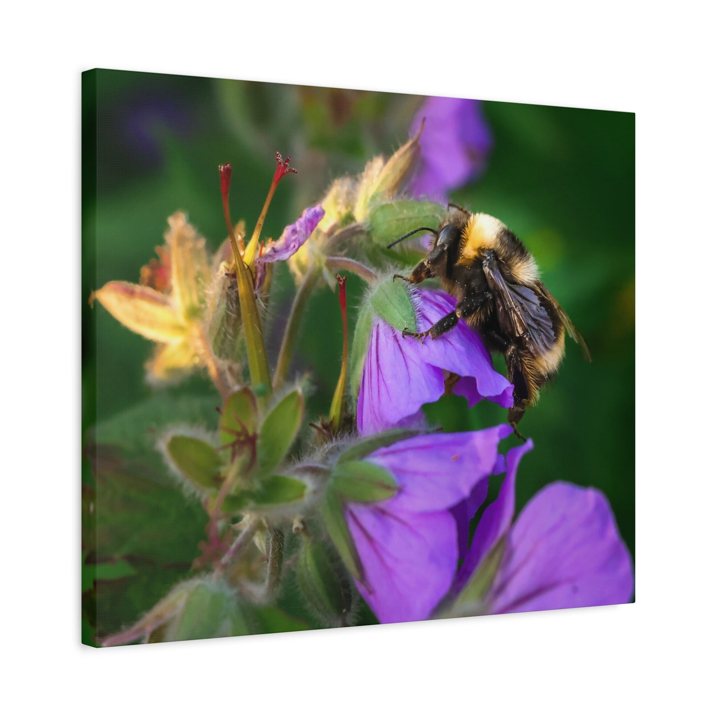 Bee on Purple Flower Matte Canvas Print