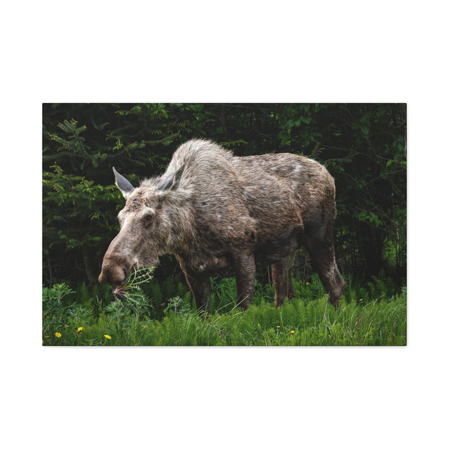 Wild Moose Matte Canvas Print — Rustic Forest Wildlife Wall Art