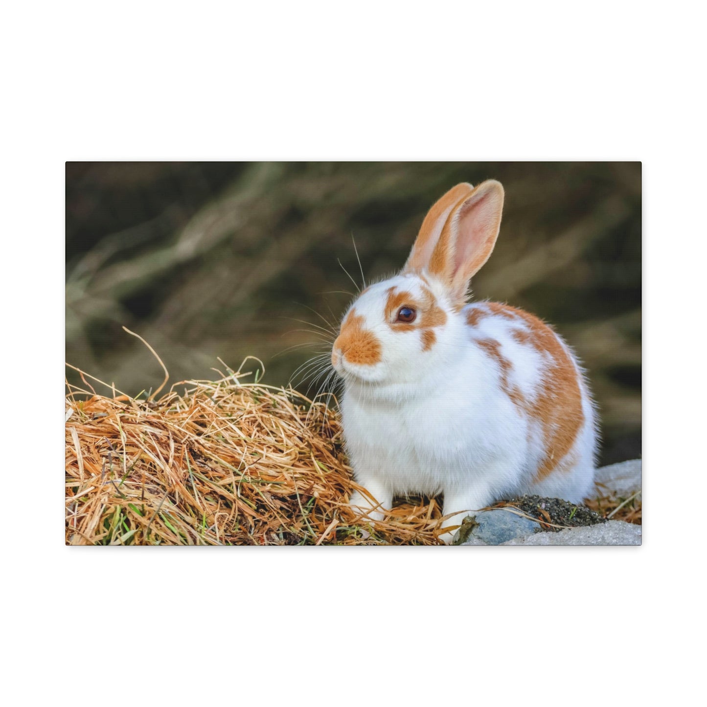 Rabbit Canvas Wall Art ~ Cute Brown & White Bunny Matte Stretched Canvas