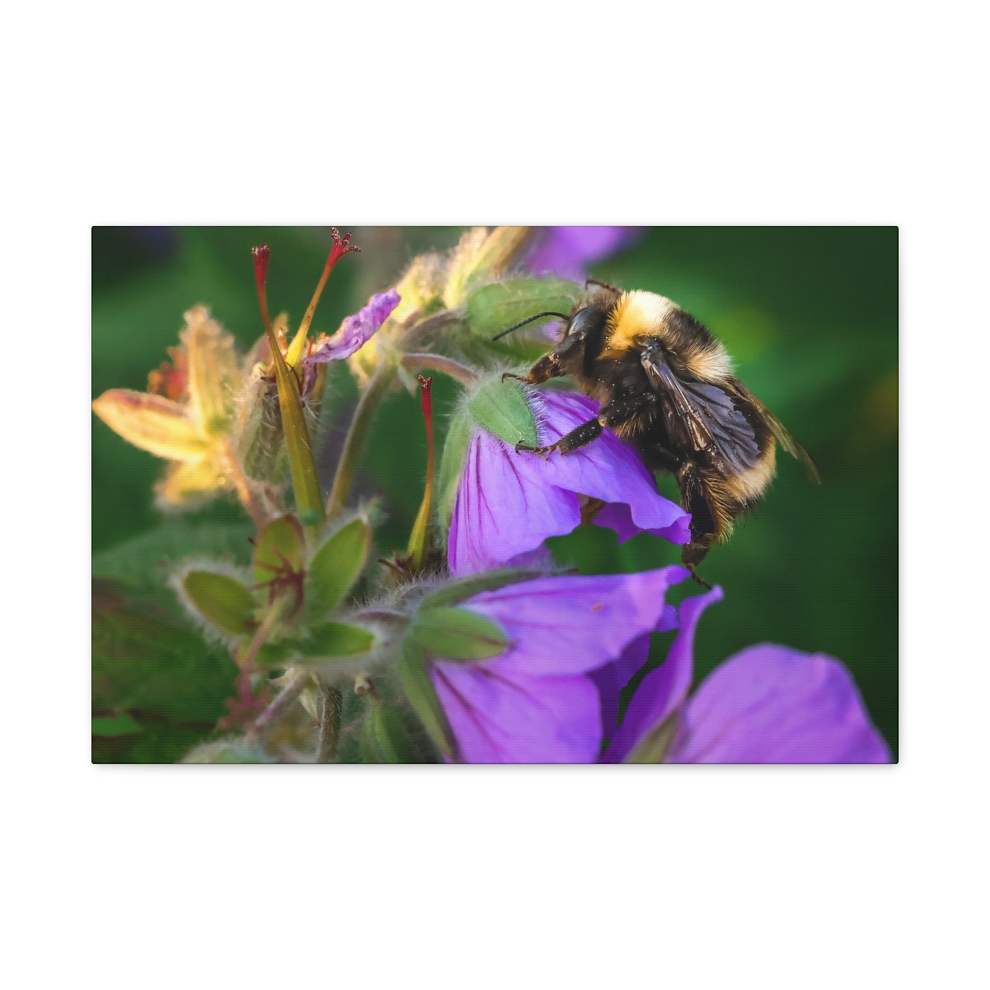 Bee on Purple Flower Matte Canvas Print