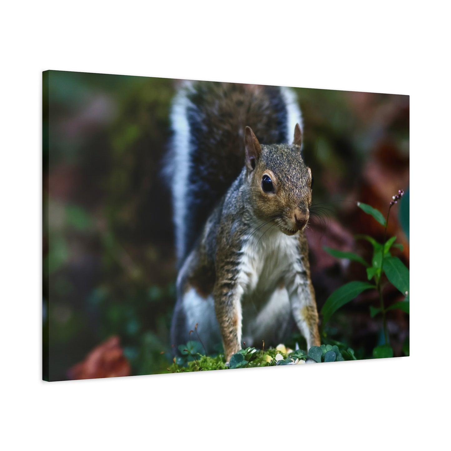 Squirrel Wildlife Matte Canvas Print — Woodland Nature Wall Art